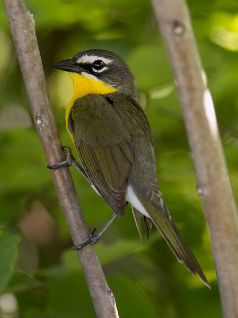 Yellow-breasted Chat - ML129558921