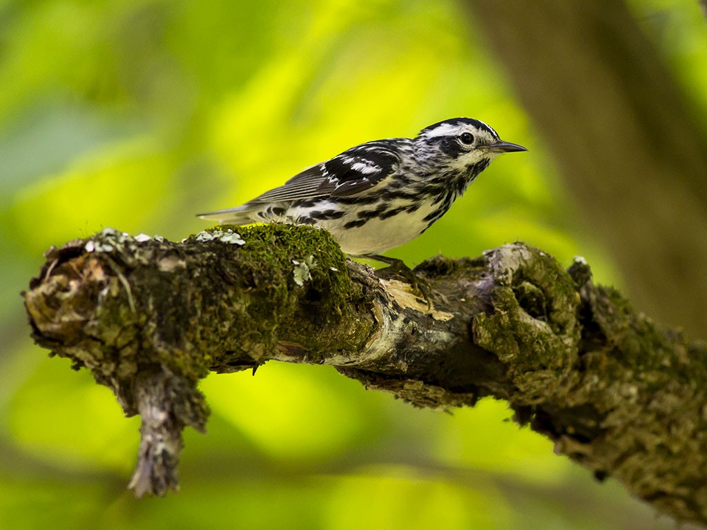 Black-and-white Warbler - ML129558941