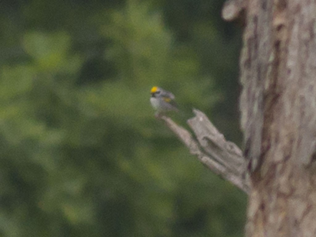 Goldflügel-Waldsänger - ML129558951