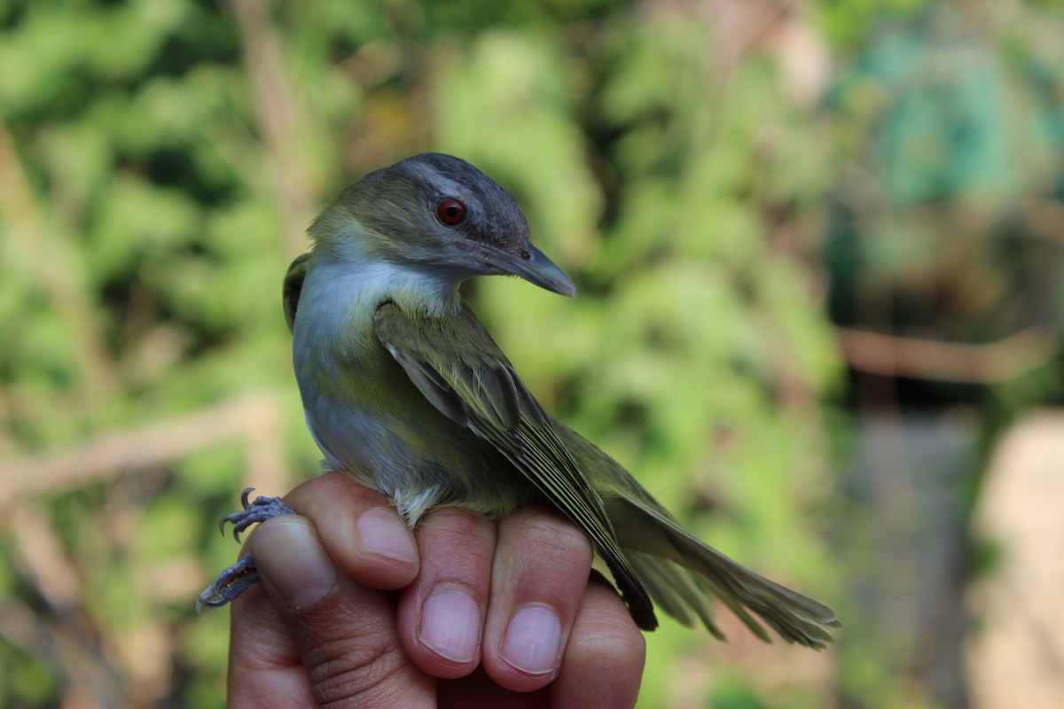 Vireo Verdiamarillo - ML129559231