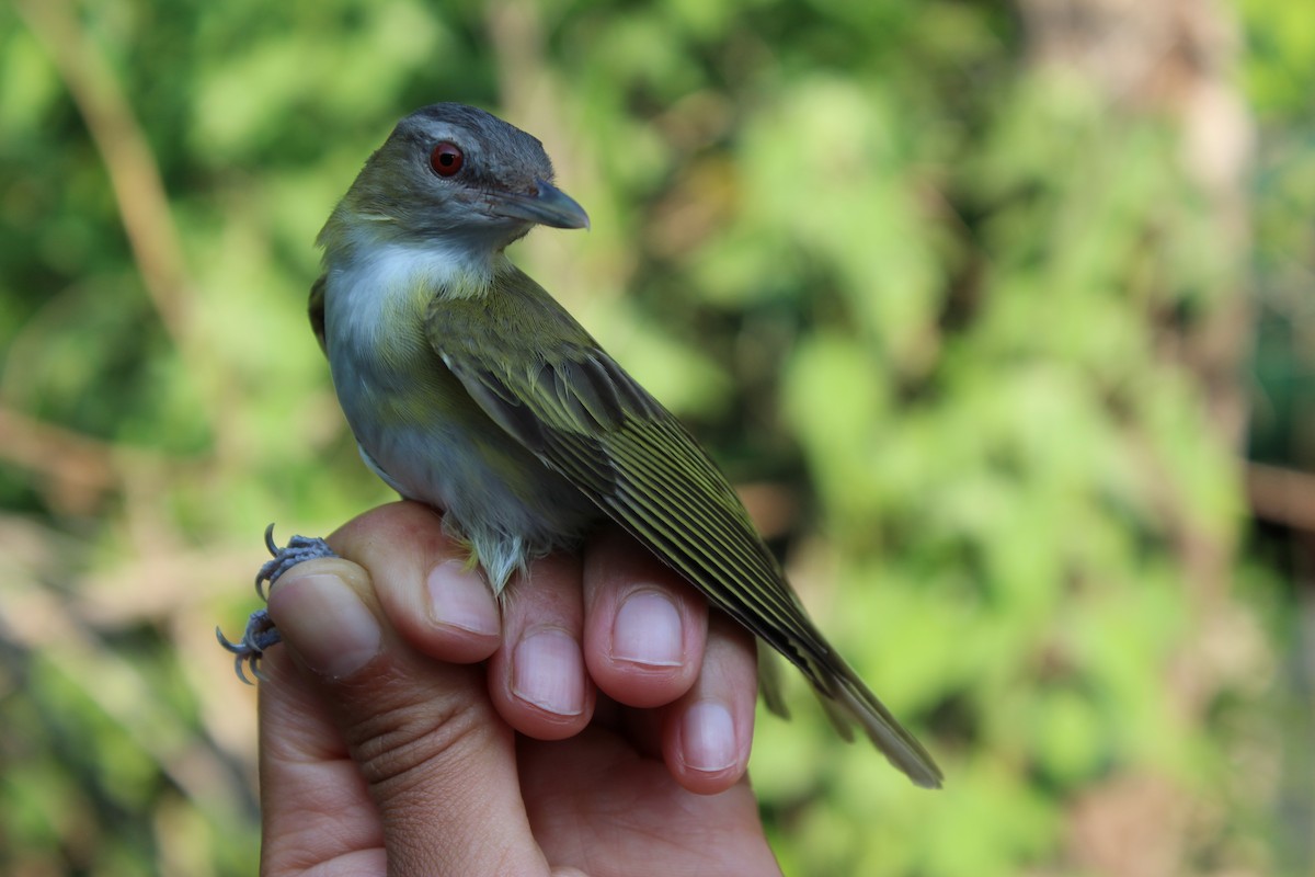 Vireo Verdiamarillo - ML129559301