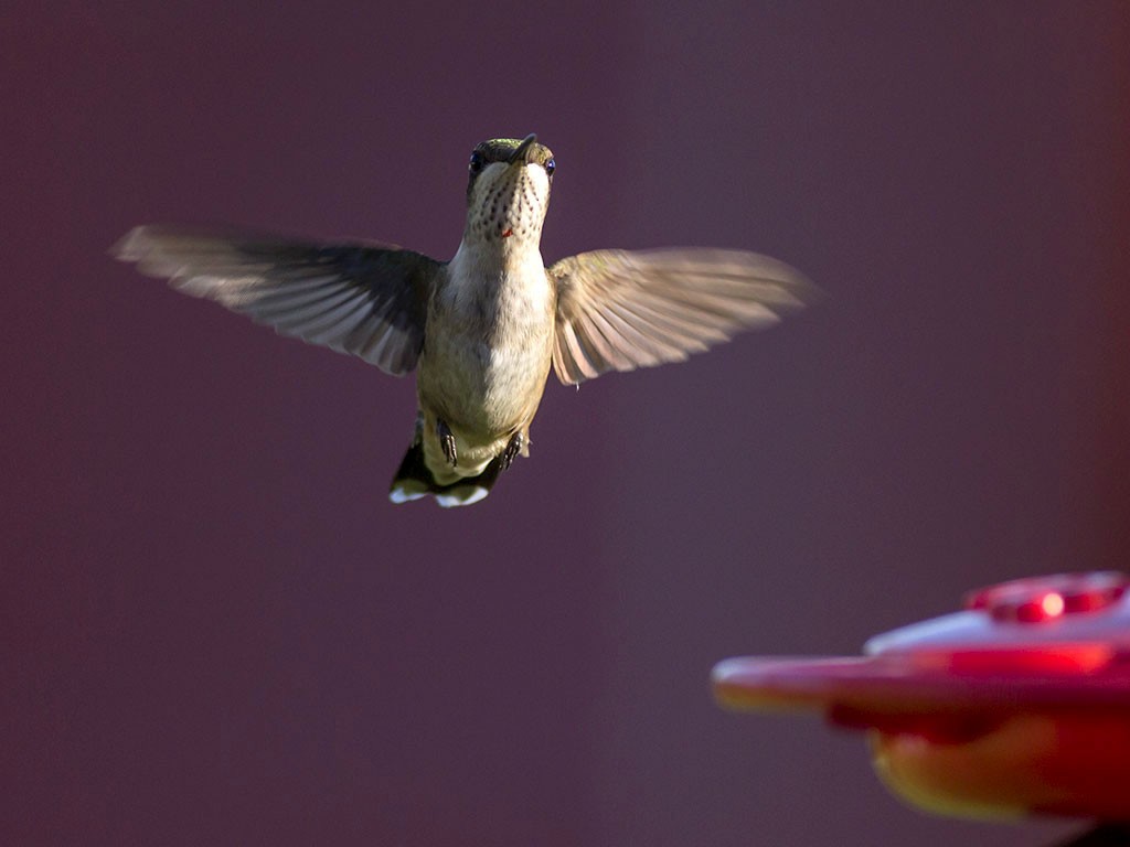 Ruby-throated Hummingbird - Alex Eberts
