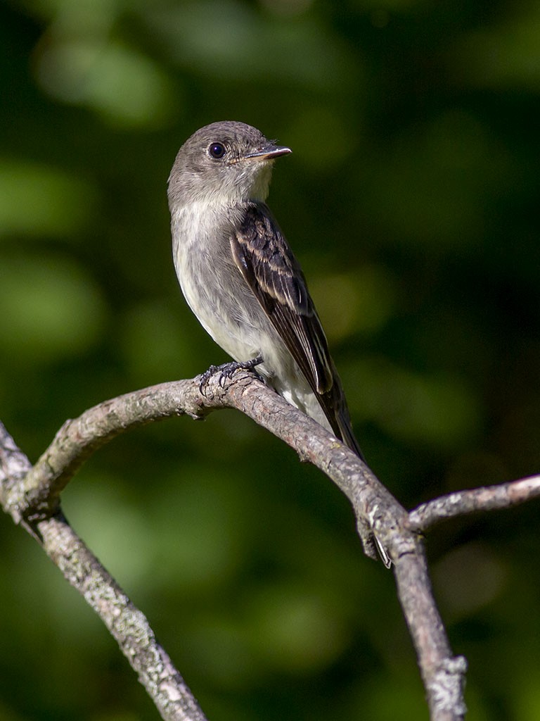 Eastern Wood-Pewee - Alex Eberts