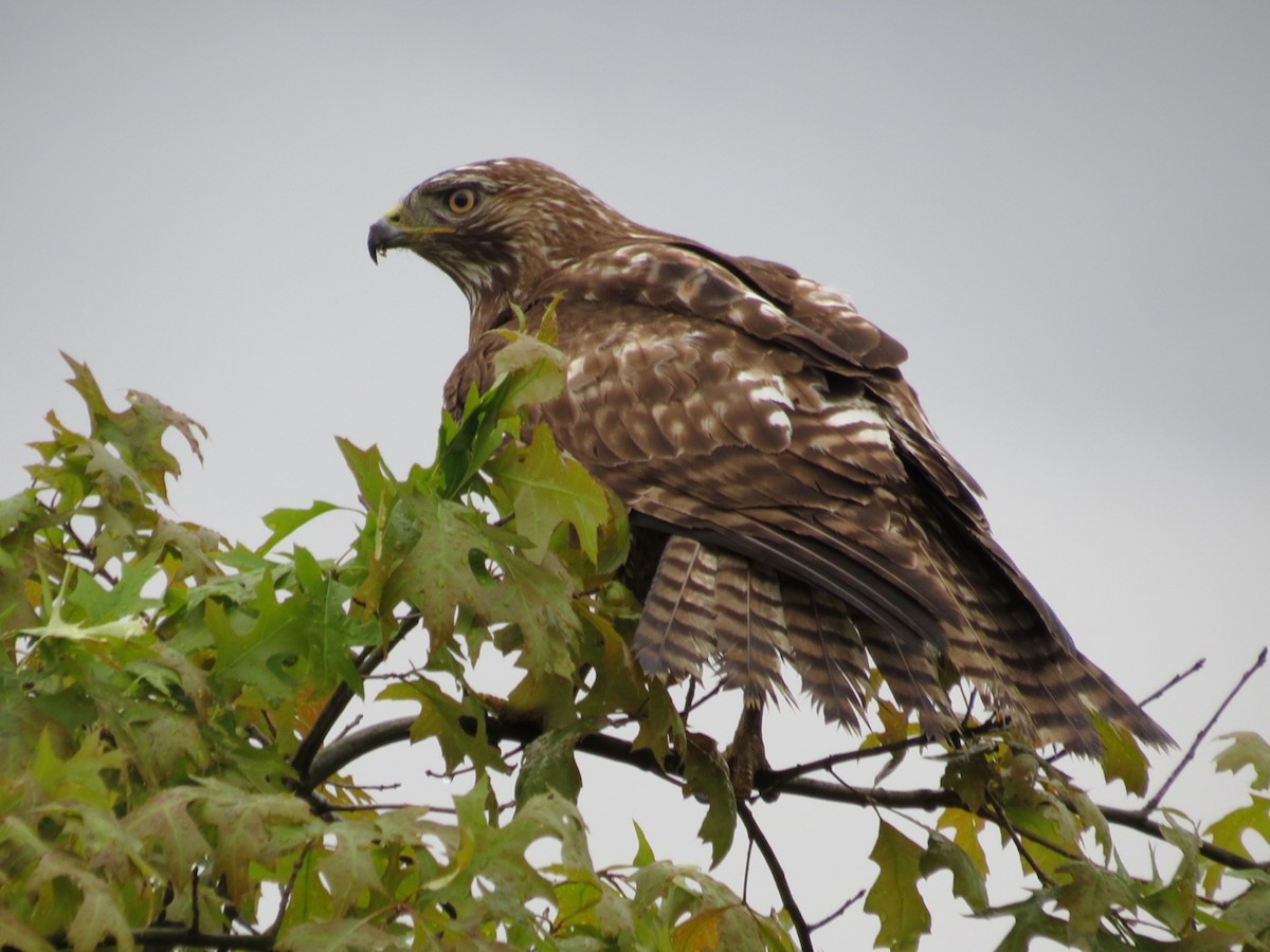 Red-tailed Hawk - ML129561271