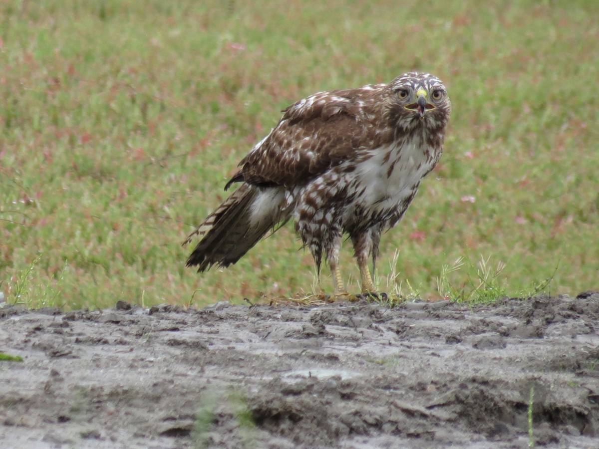 Red-tailed Hawk - ML129561281