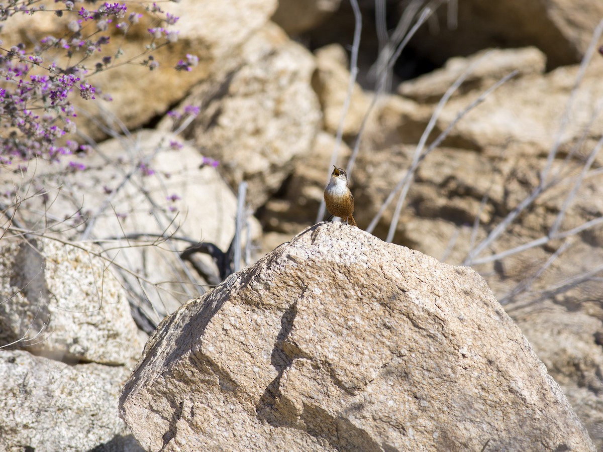 Canyon Wren - ML129563801