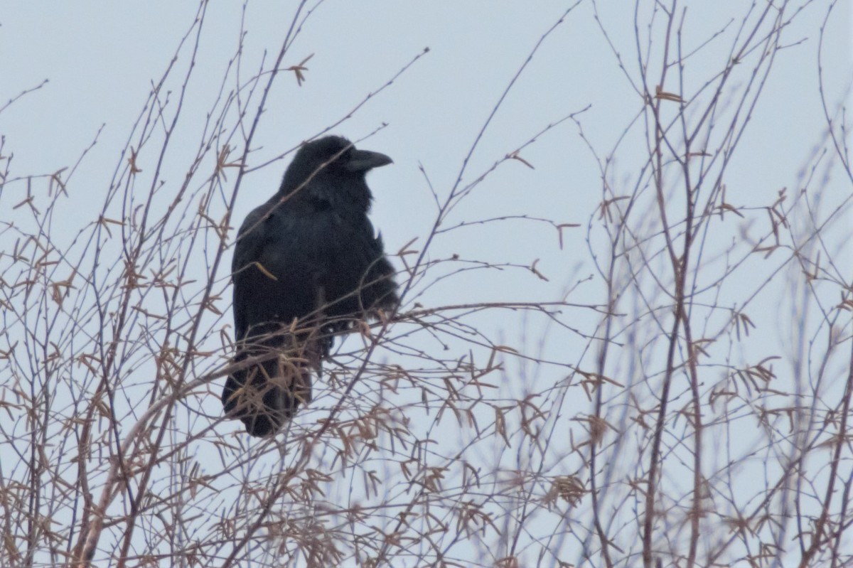 Common Raven - ML129565221