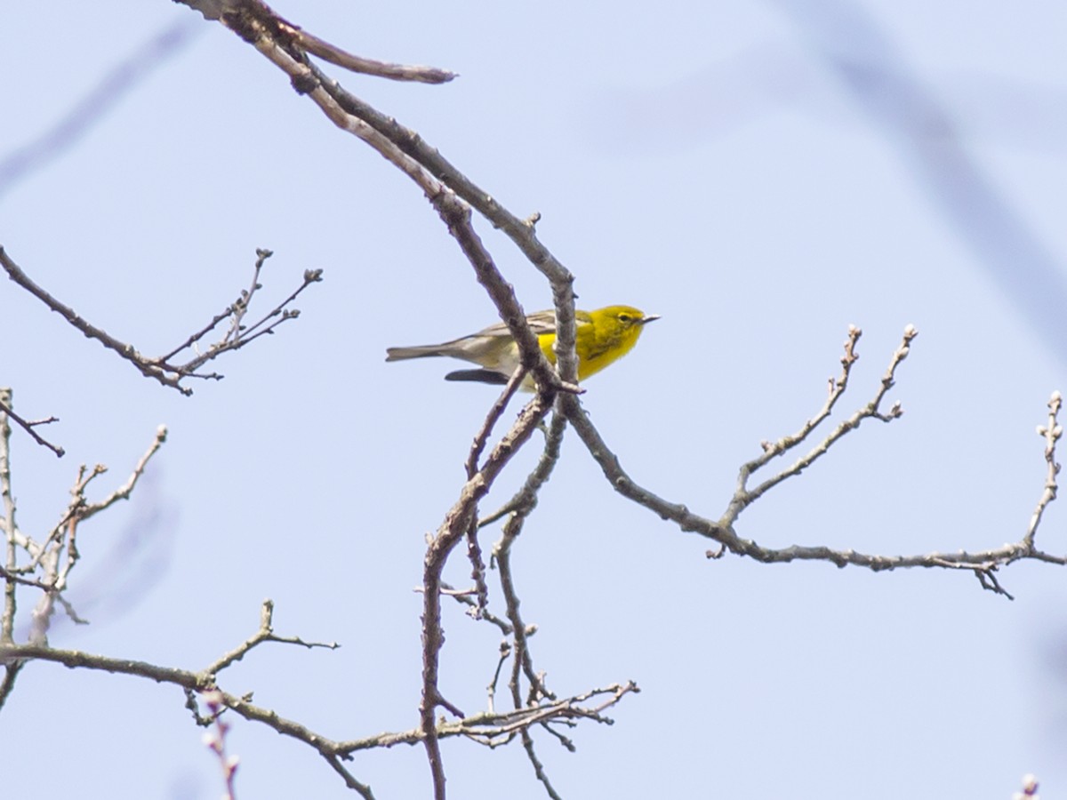 Pine Warbler - ML129565981