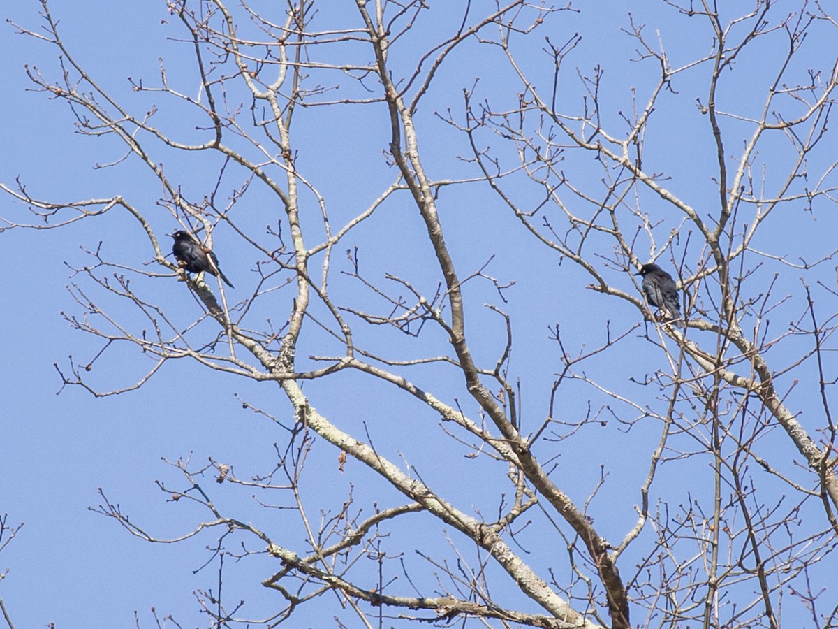 Rusty Blackbird - ML129566091