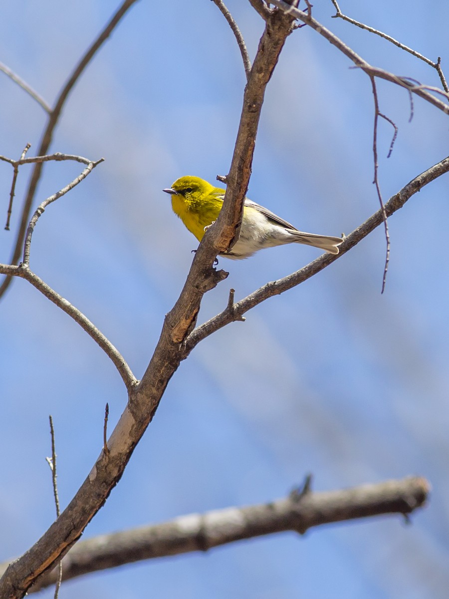 Pine Warbler - ML129566101