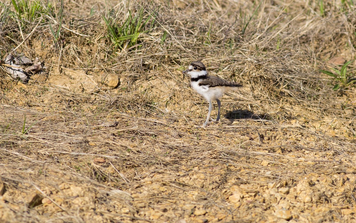 Killdeer - ML129566331