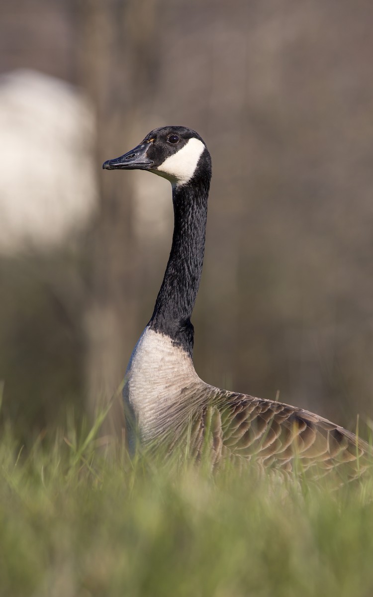 Canada Goose - ML129566351