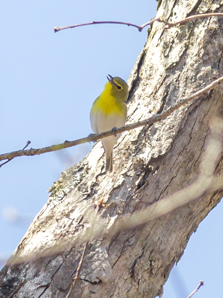 Gelbkehlvireo - ML129566641