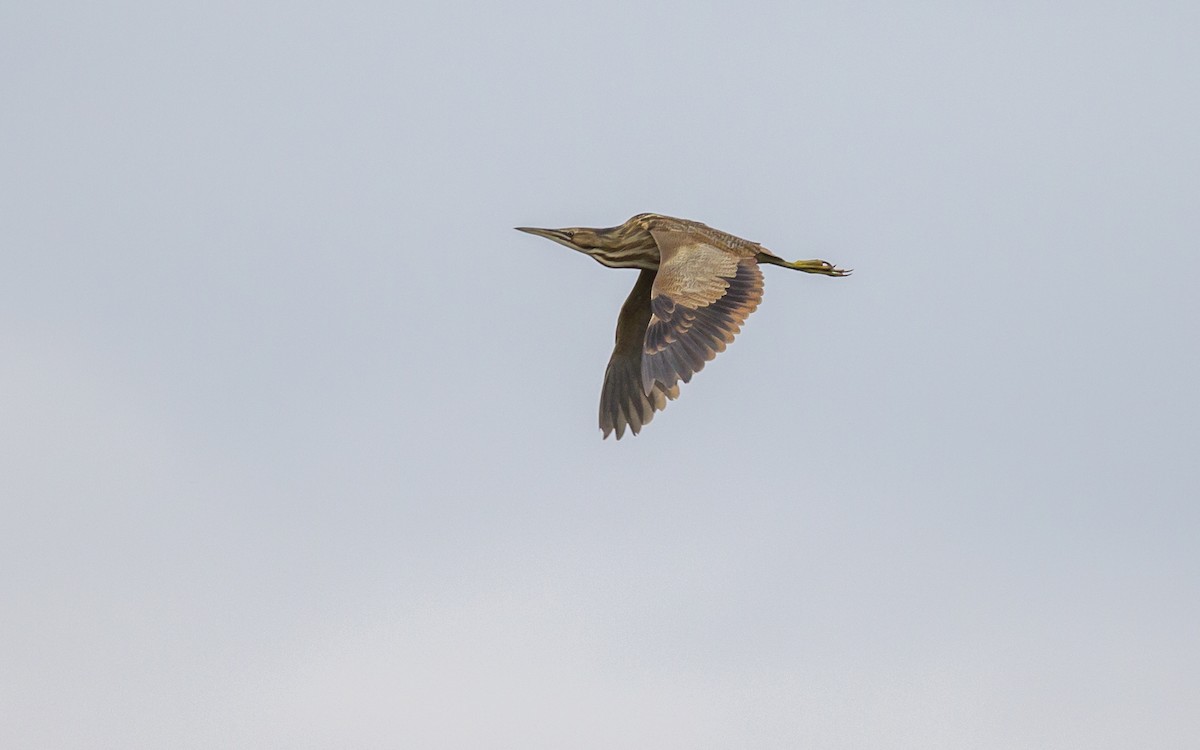 American Bittern - Alex Eberts