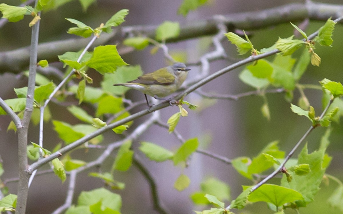 Tennessee Warbler - ML129567221