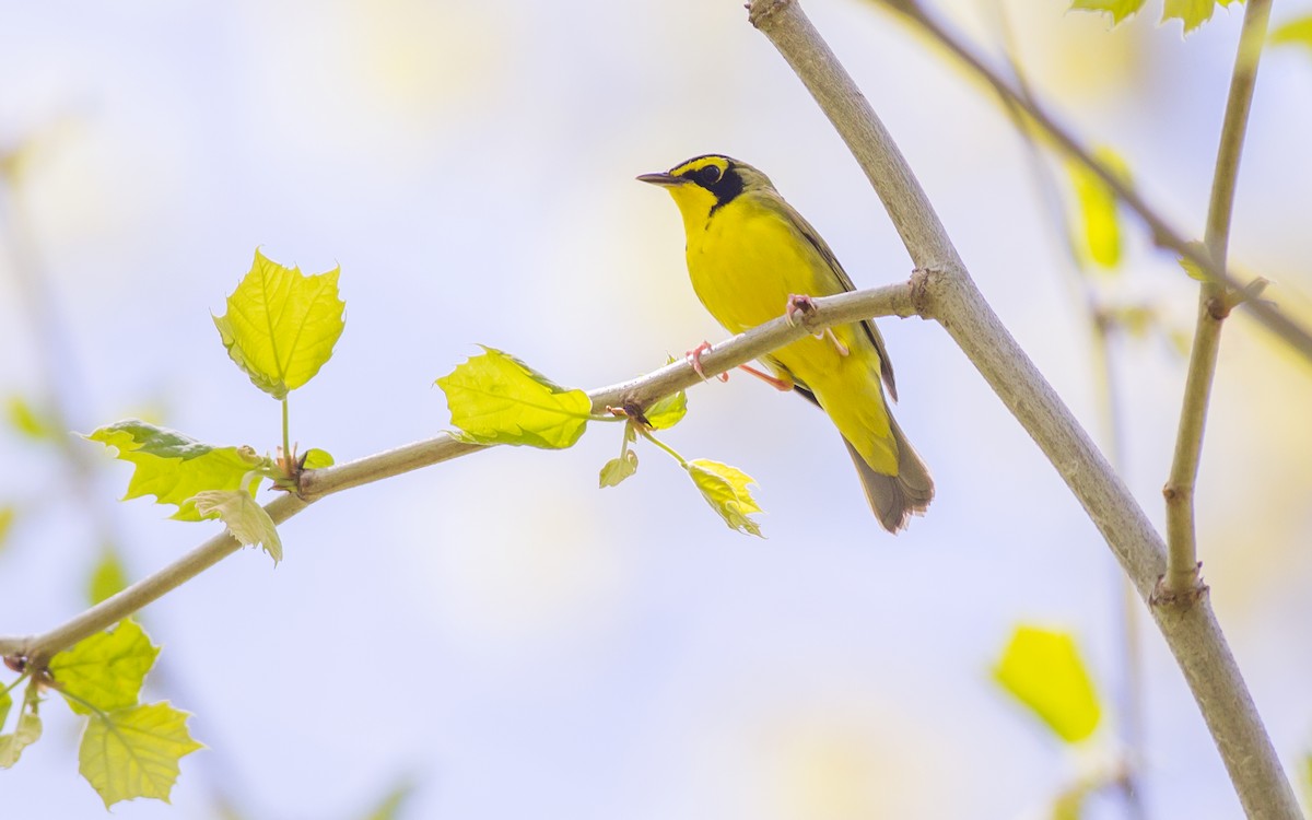 Kentucky Warbler - Alex Eberts