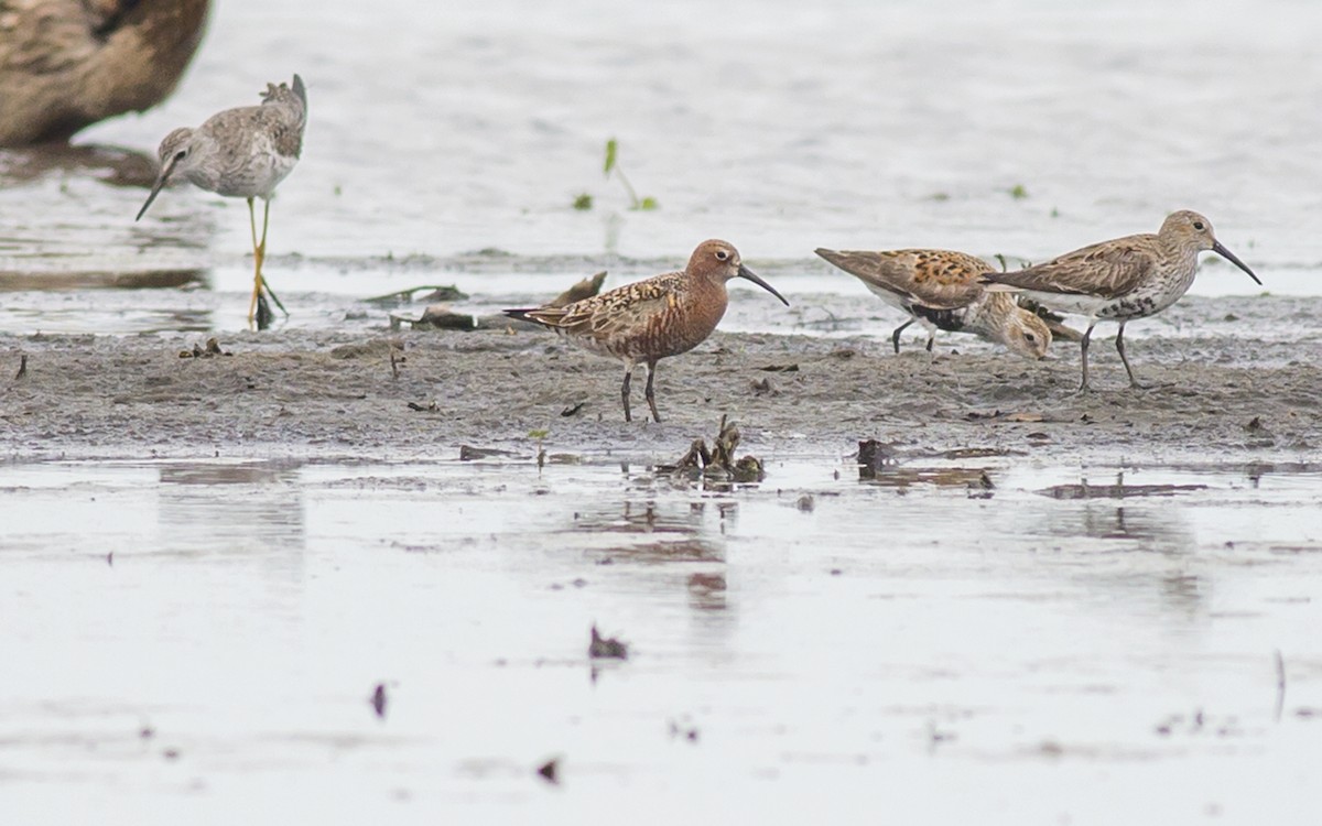 Curlew Sandpiper - Alex Eberts