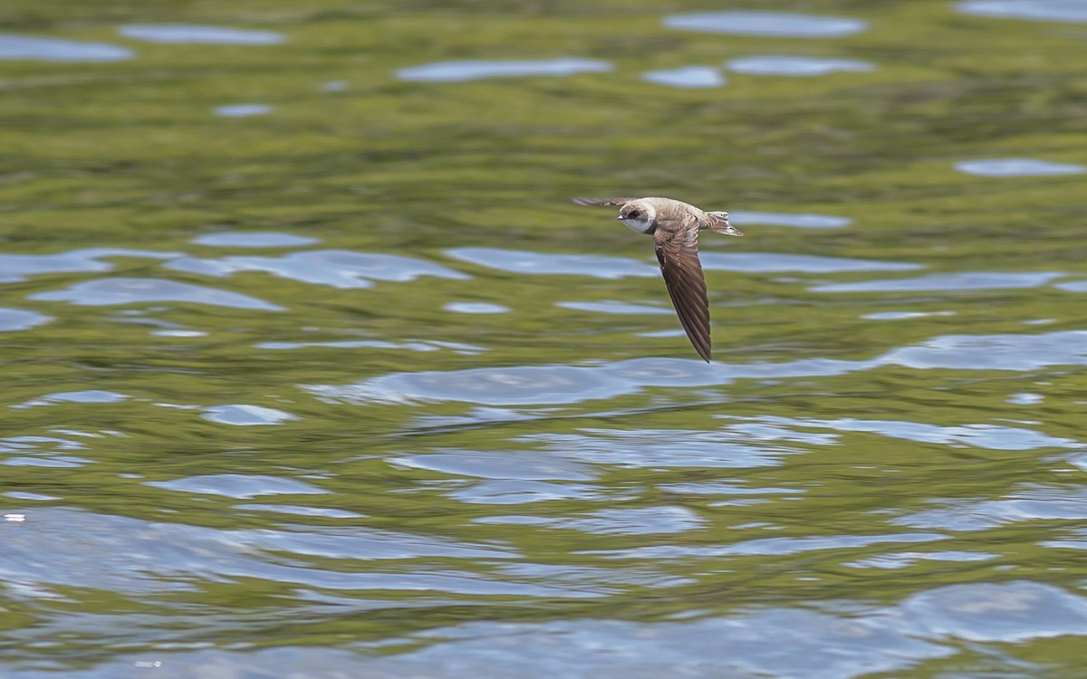 Bank Swallow - Alex Eberts