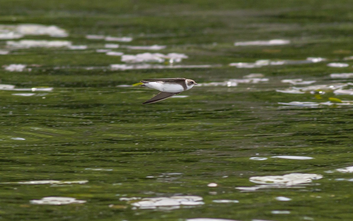 Bank Swallow - ML129568181