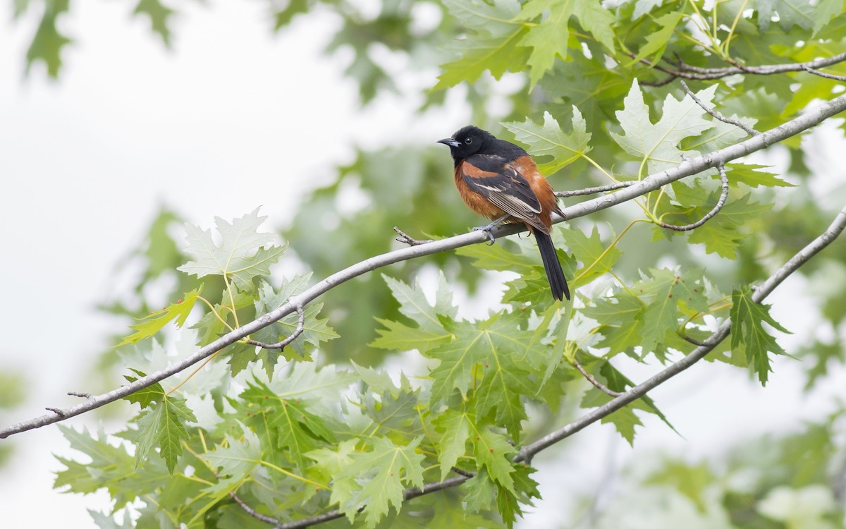 Orchard Oriole - ML129568251