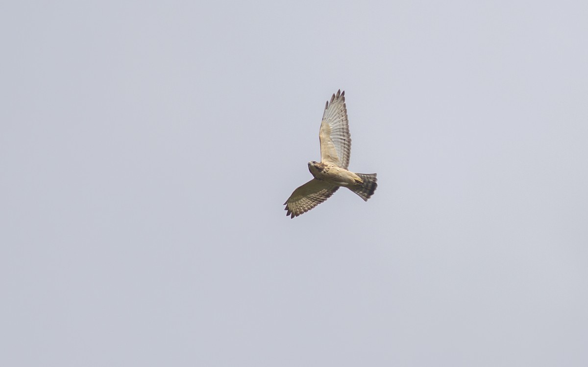 Broad-winged Hawk - ML129568801