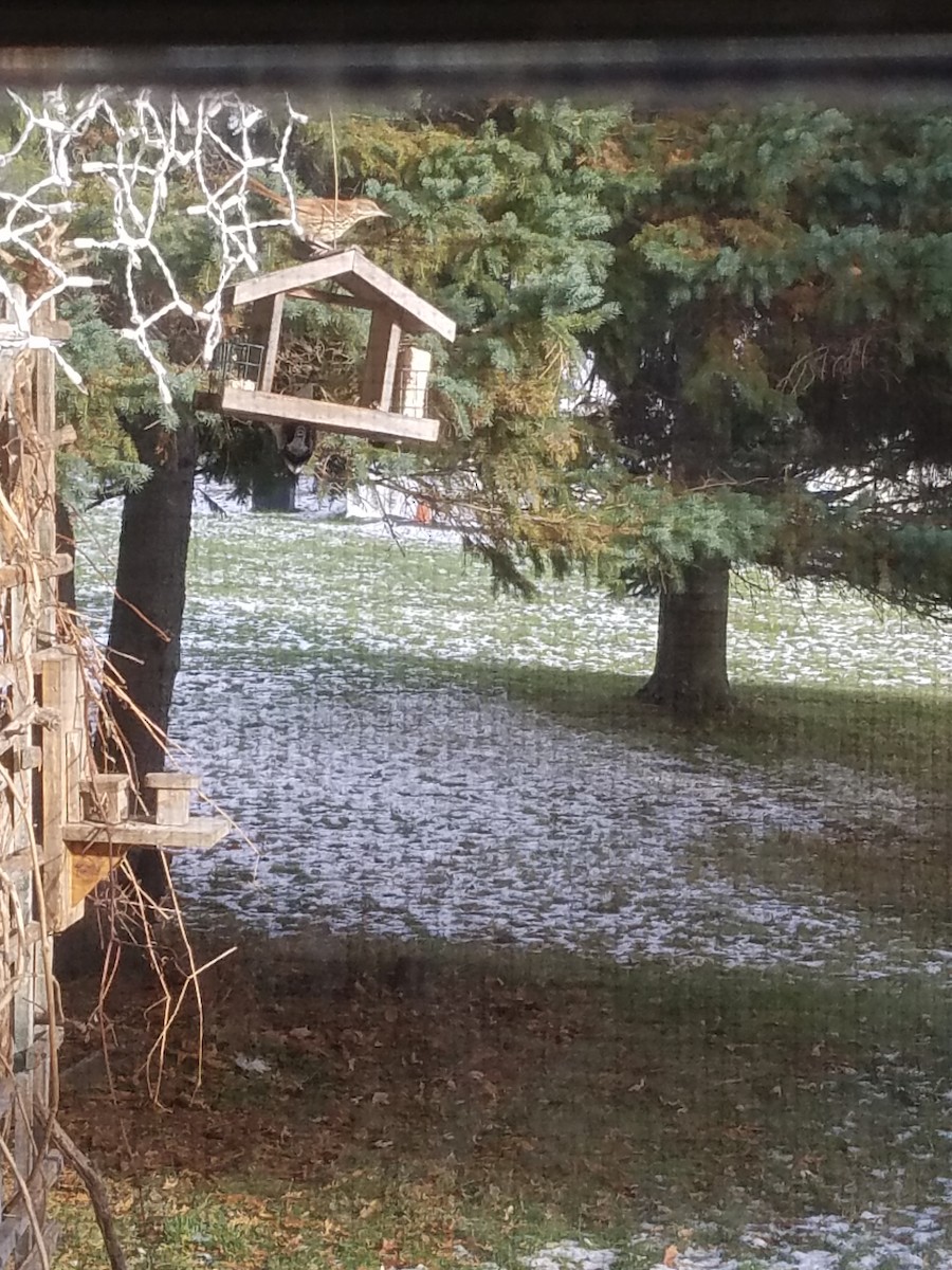 Brown Thrasher - ML129568811