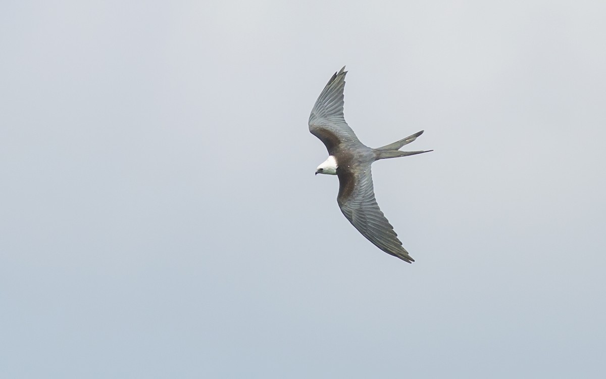 Swallow-tailed Kite - ML129569001
