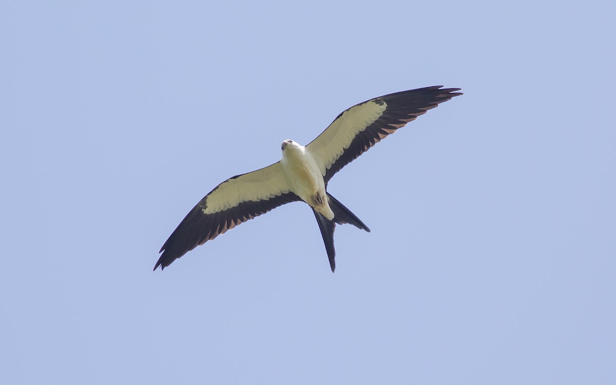 Swallow-tailed Kite - ML129569041