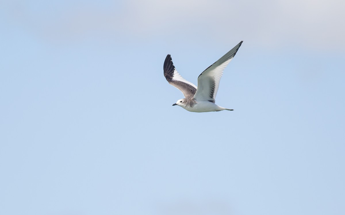 Sabine's Gull - ML129569531