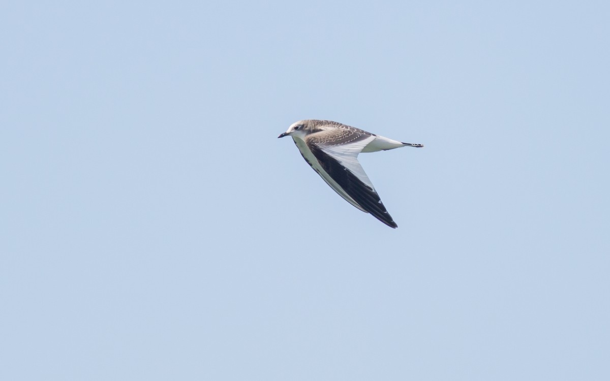 Sabine's Gull - ML129569621