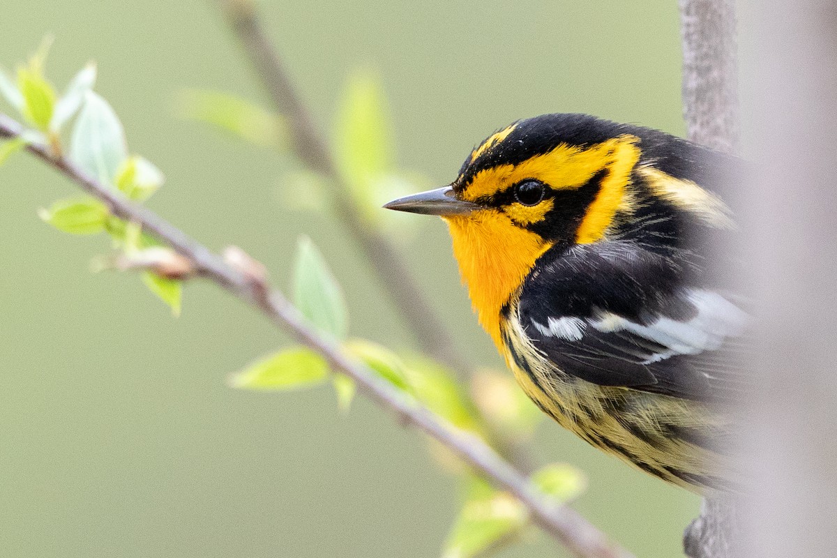 Blackburnian Warbler - Tony Dvorak