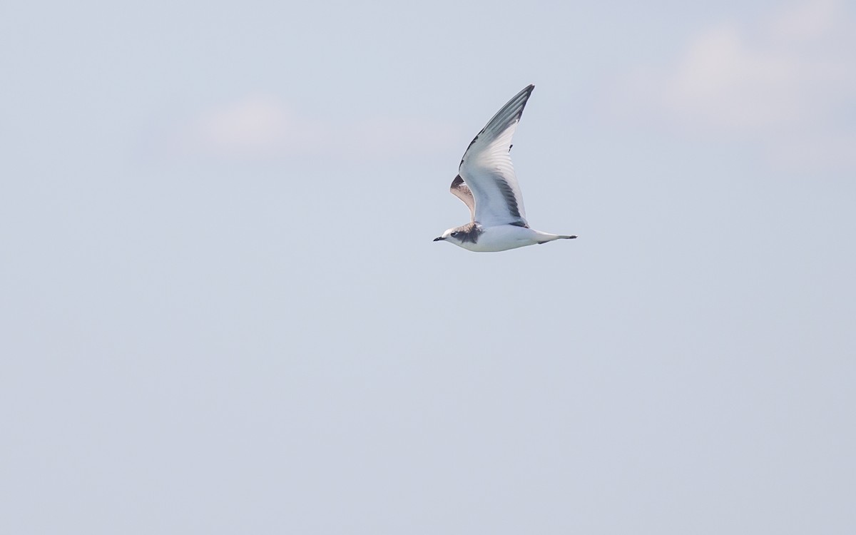 Sabine's Gull - ML129569681