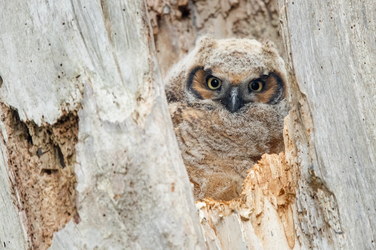 Great Horned Owl - Tony Dvorak