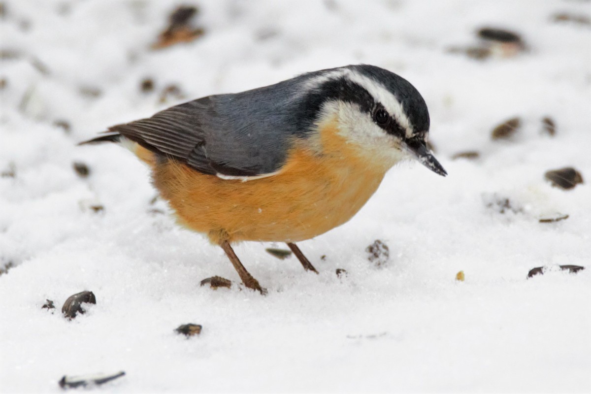 Red-breasted Nuthatch - Luc Tremblay
