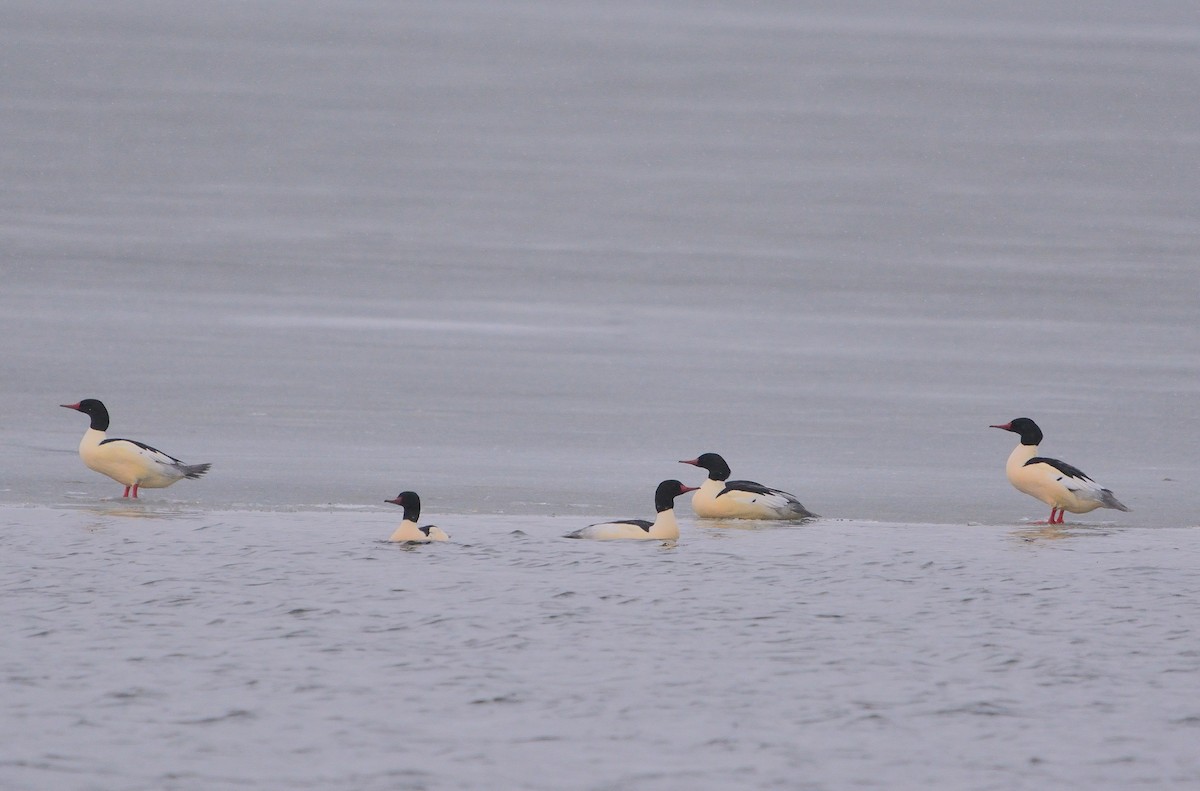 Common Merganser - ML129570621