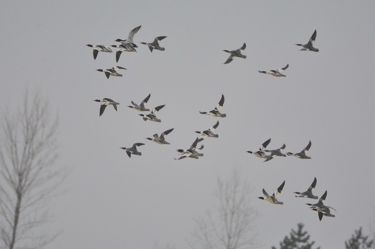 Common Merganser - John Gordinier