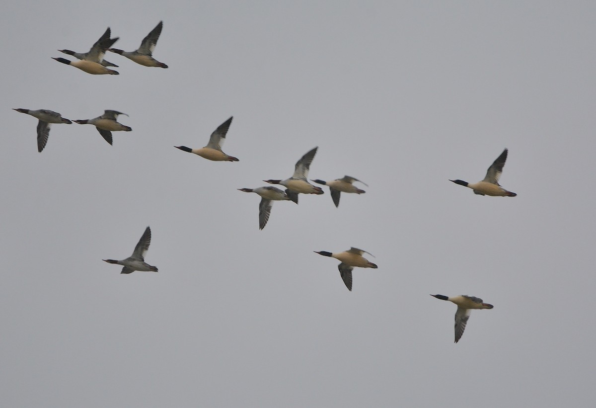 Common Merganser - ML129570871