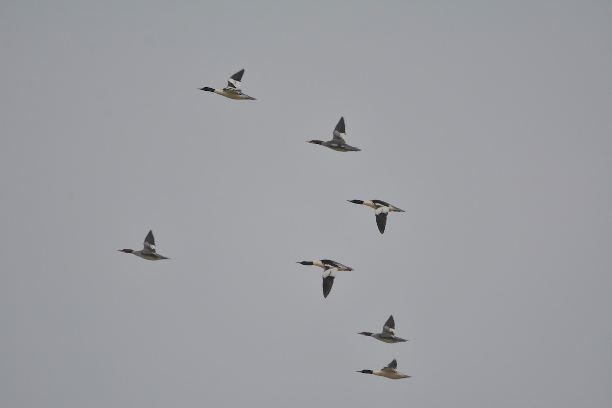 Common Merganser - ML129570901