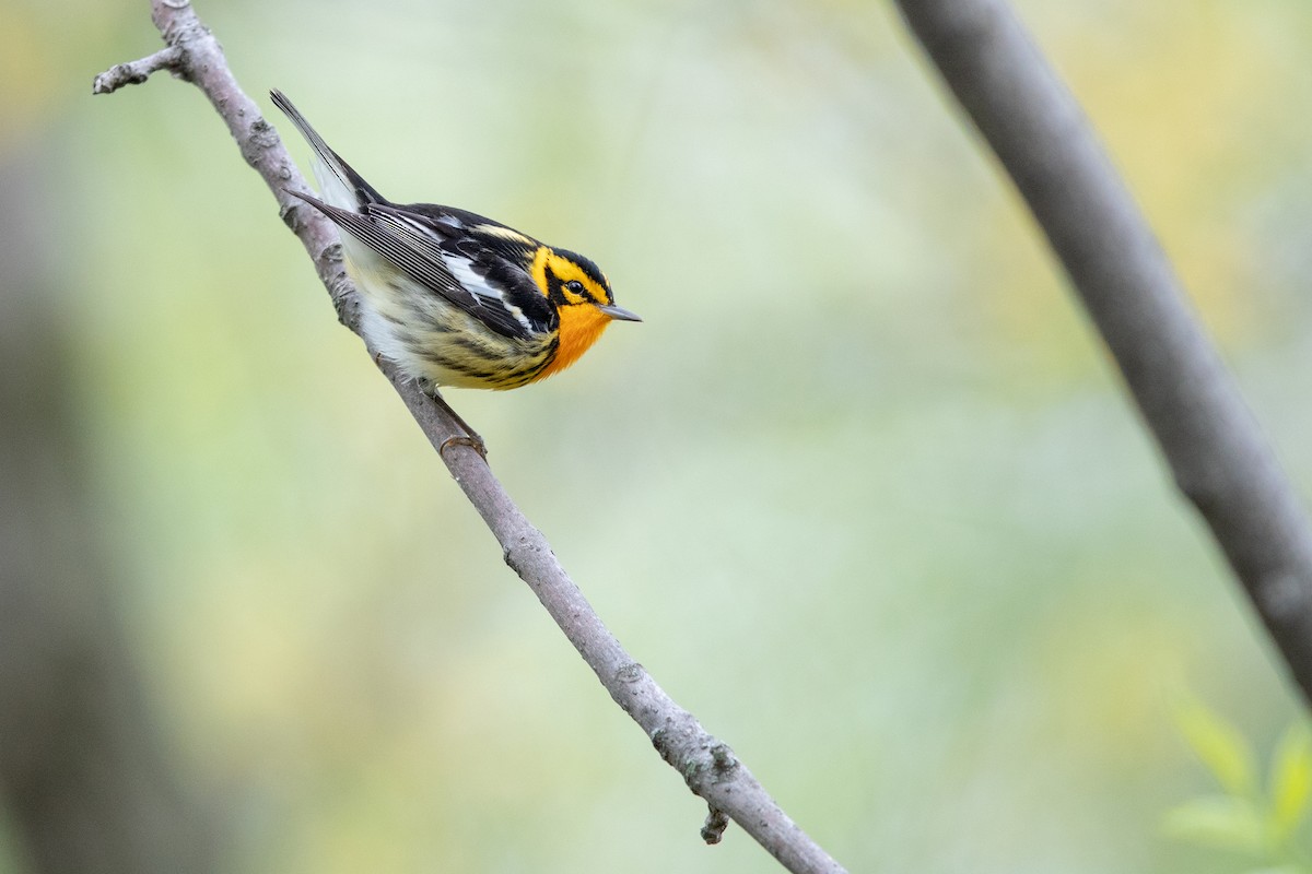 Blackburnian Warbler - Tony Dvorak