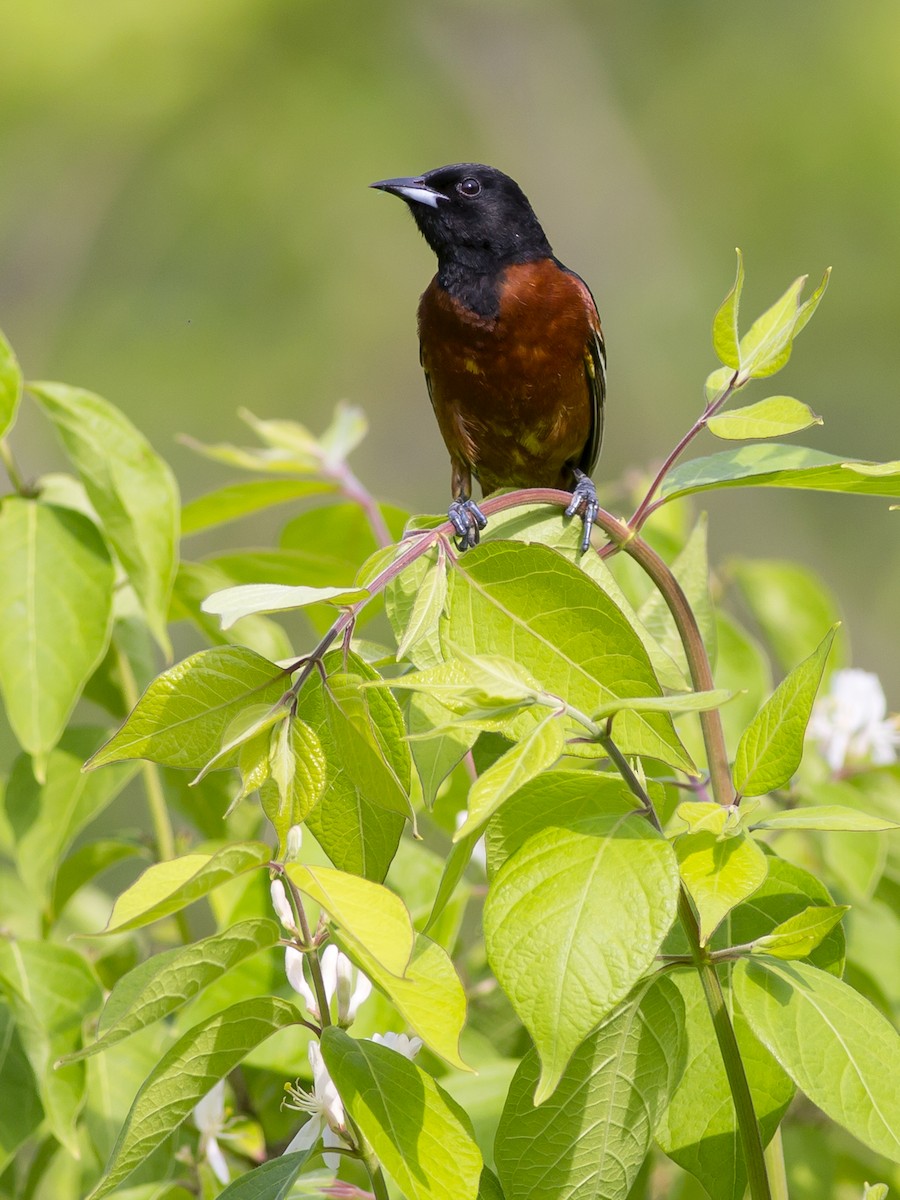 Orchard Oriole - Alex Eberts