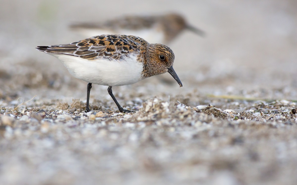 Bécasseau sanderling - ML129571241