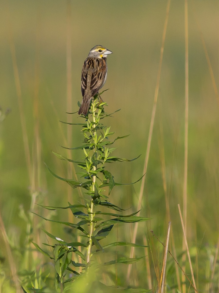 Dickcissel - ML129571441