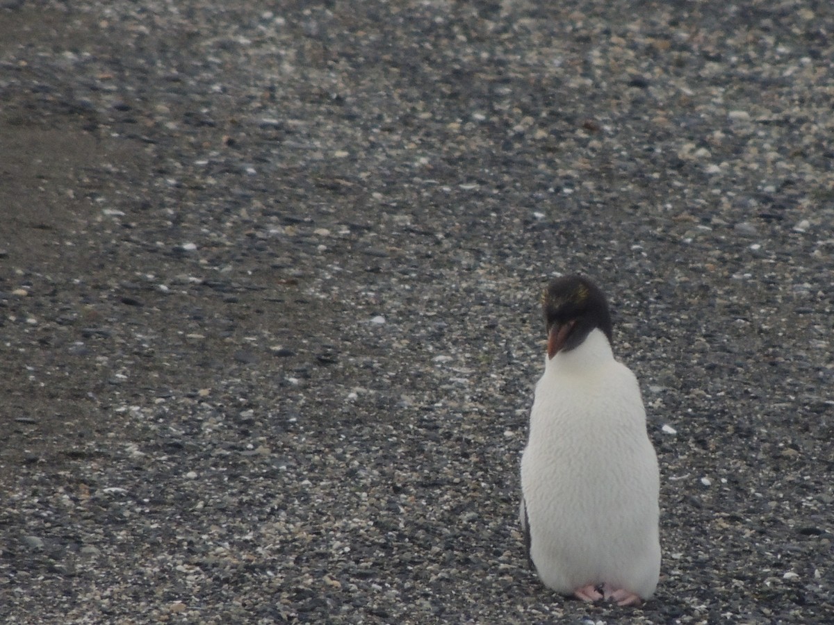 Златохохлый пингвин - ML129571661