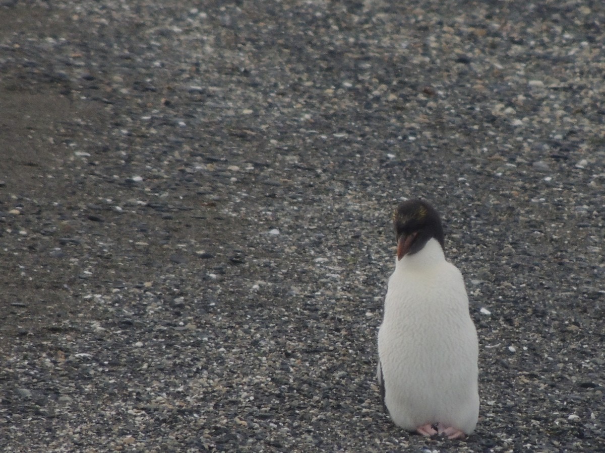 Macaroni Penguin - ML129571661