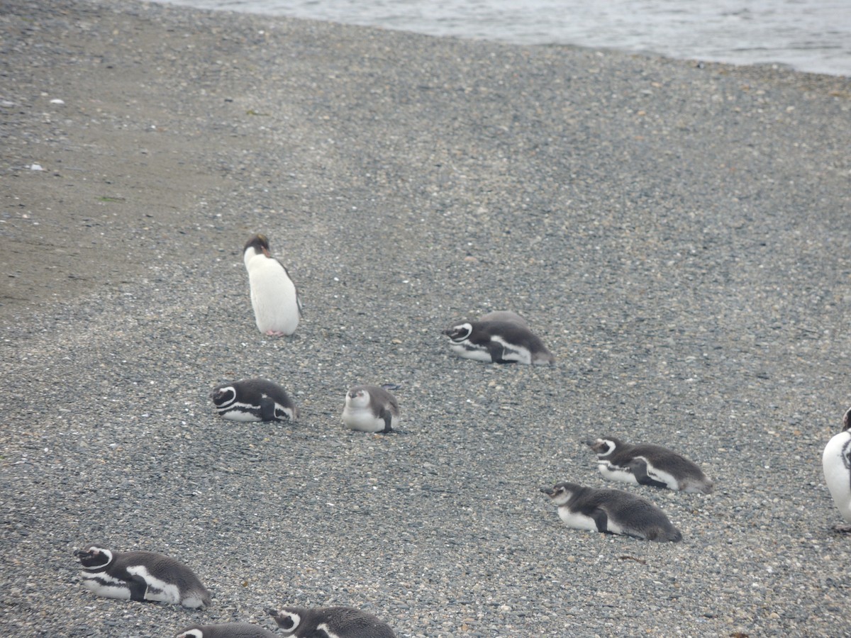 Saçlı Penguen - ML129571701