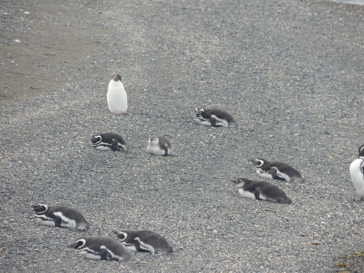 Macaroni Penguin - ML129571711