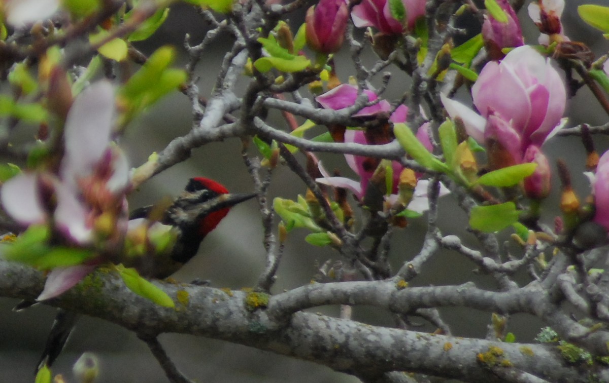 Yellow-bellied Sapsucker - ML129572811