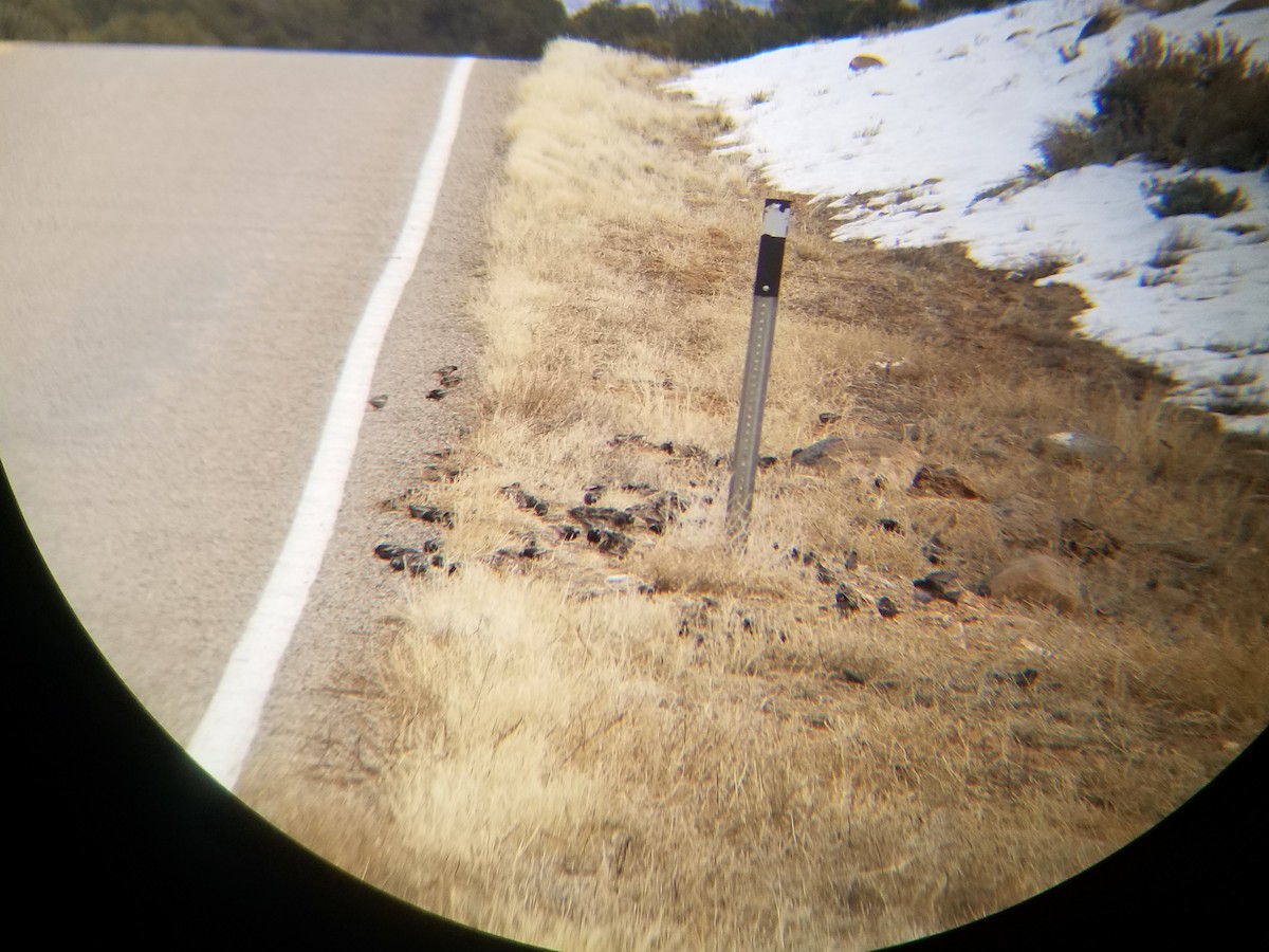 Black Rosy-Finch - ML129574251