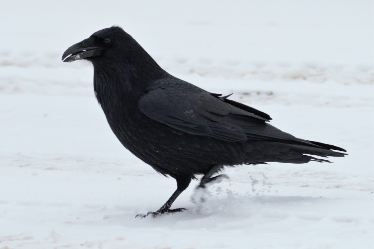 Common Raven - ML129574731