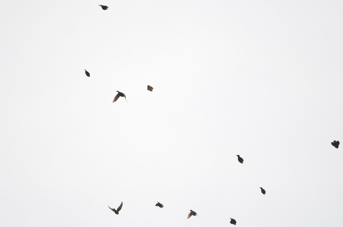 Yellow-headed Blackbird - ML129575181